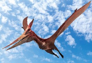 Obrázek z Pohlednice 3D 16cm  - pteranodon (25) 